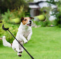Ballenwerper voor honden