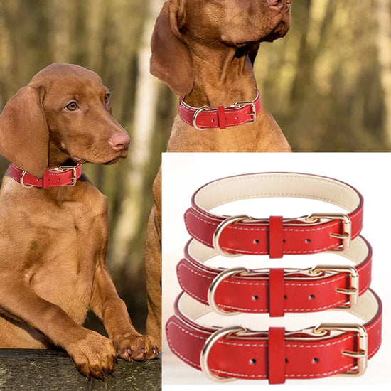 Gevoerde hondenhalsband van leer – rood