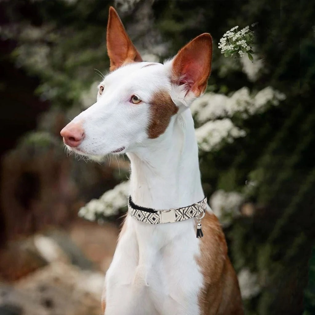 Verstelbare hondenhalsband met bohemian patroon