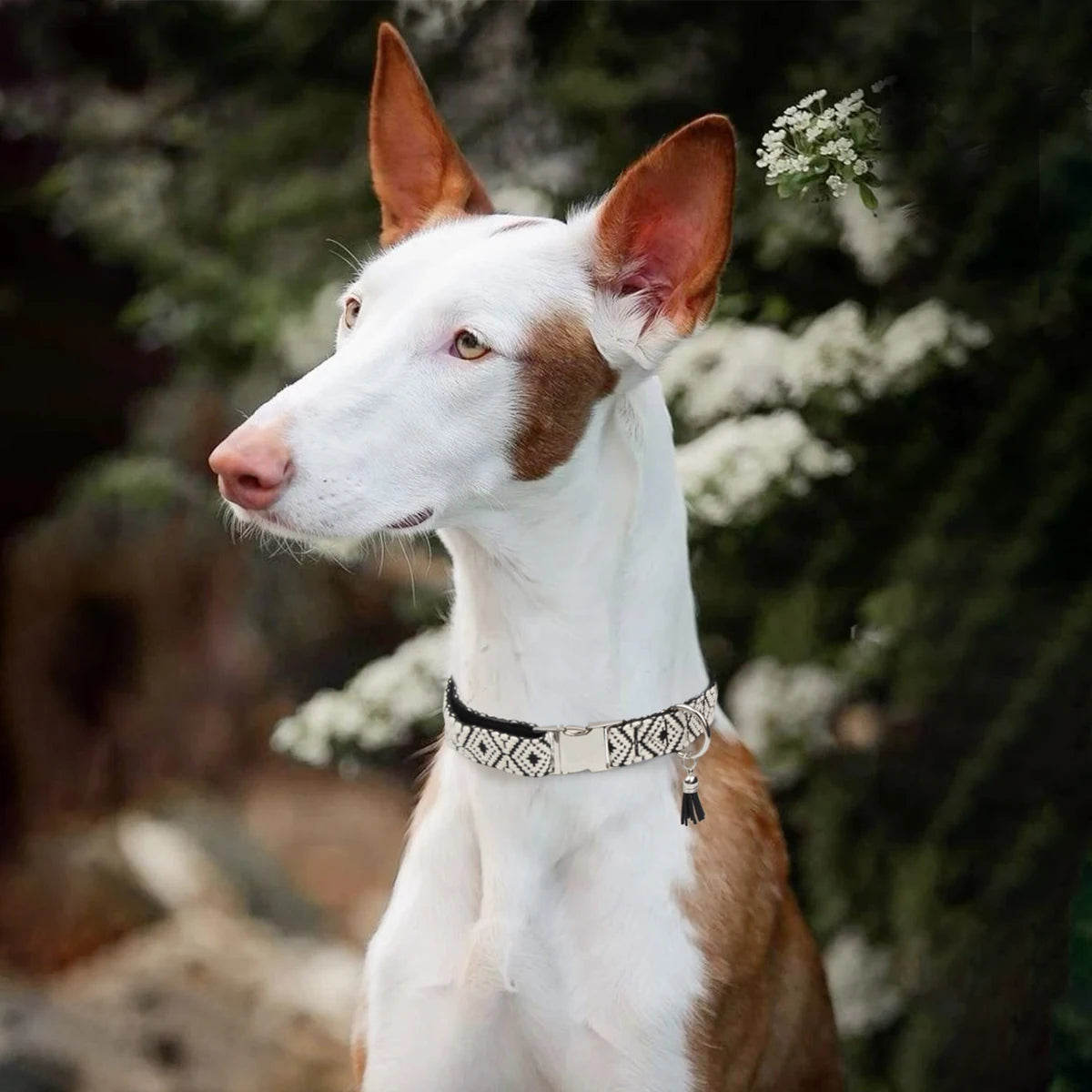 Verstelbare hondenhalsband met bohemian patroon