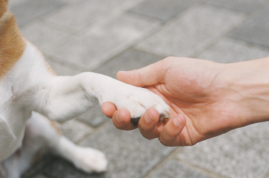 Pootbalsem voor hond en kat – 50 ml