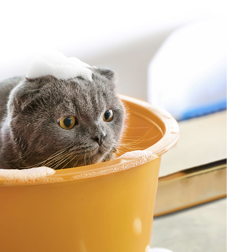 Kattenshampoo tegen verharing – 200 ml